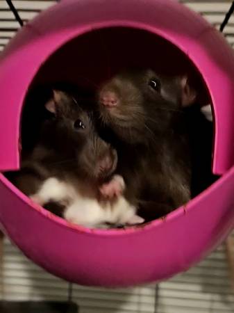 ~4 month old pet Rats63872020322817120