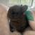 Netherland Dwarf Bunny Bunnies Rabbit 1 thumbnail