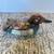Miniature Duck Carvings 6 thumbnail