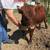 Dexter Highland Bull Calf 2 thumbnail