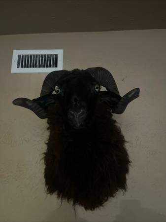 Black Hawaiian ram 1