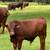 Santa Gertrudis Bulls (Halfway to Heaven Ranch) 1 thumbnail