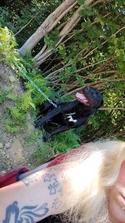 Macho Rottweiler/Pitbull (Guys mills)63656829423745120