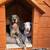 Pet shelter, wood structure start at ; 10 thumbnail