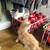 Kittens 3 thumbnail