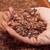 Bulk Cocoa Shell 1 thumbnail