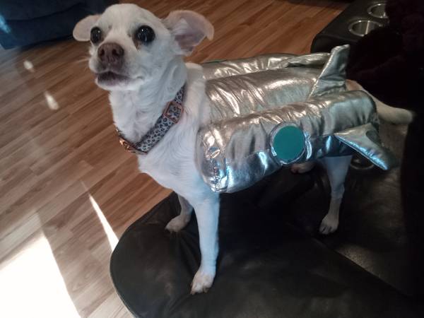 SMALL DOG ROCKET  COSTUME 1
