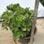 A pot of aeonium succulent plant 4 thumbnail