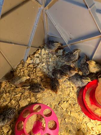 Quail 1