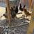 Chickens 1 thumbnail
