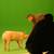 Dog training, handler & Walker 12 thumbnail