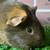 Guinea pig Female (Savethepetz) 3 thumbnail