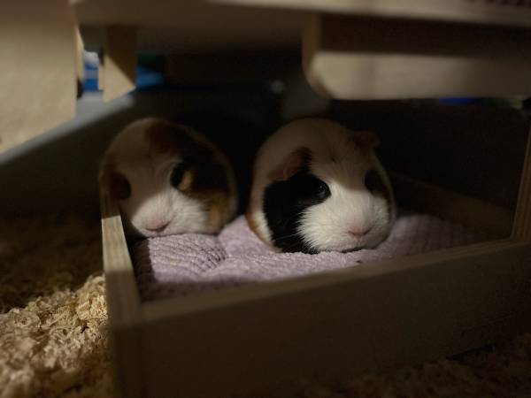 2 bonded gueanie pigs 1