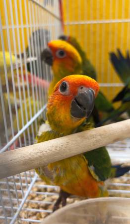 Sun Conures and Jenday Conures 1