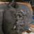 Cane Corso puppies 15 thumbnail