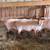 Tunis ram lambs 4 thumbnail