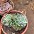 SUCCULENTS: Echeveria and other plants for sale: Large Variety $5 each 20 thumbnail