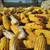 2025 ear corn 1 thumbnail