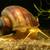 Mystery snails for your aquarium and Java Fern water plant. 3 thumbnail