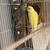 Parakeets pair 2 thumbnail