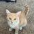 cream kitten 1 thumbnail