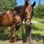 Quarter Horse Mare 2 thumbnail