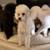 Toy Poodle 2 thumbnail