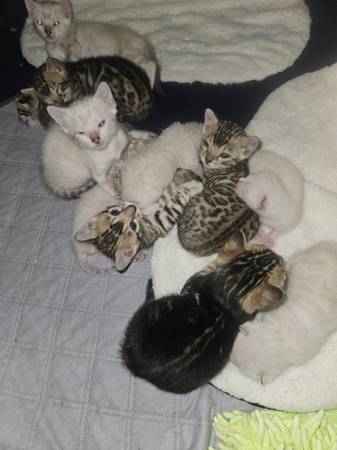 Snow Bengal Kittens (Austin/Lakeway)64024397143426124