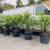 **Special Price! Healthy Pygmy palm, King palm, Staghorn Fern 6 thumbnail
