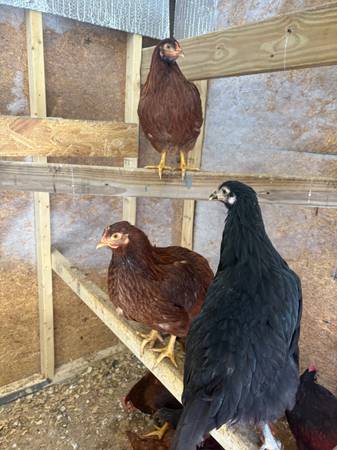 Chickens ice, a brown Rhode Island red 1
