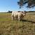 Charolais bulls 8 thumbnail
