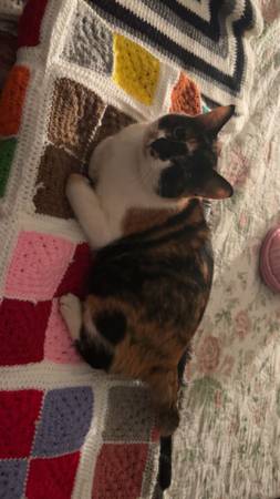 calico cat 1