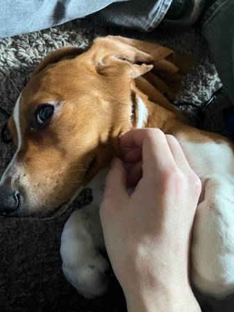 Basset Hound Puppy (Sioux Falls)63425827126401121