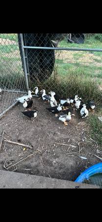 Call ducks 1