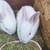 Bunnies for new homes 9 thumbnail