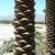 Date Palm Summer Special thru Sept 30th! (12'-14' TRUNK) 13 thumbnail