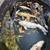 Koi fish 2 thumbnail