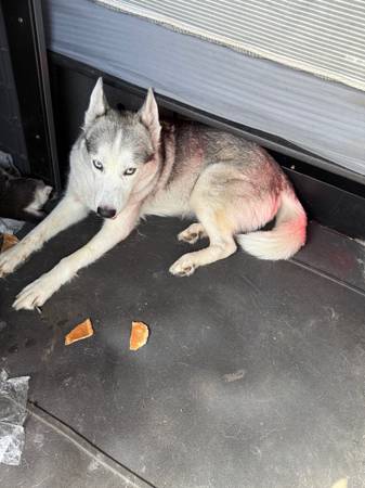 Full blooded husky looking for new home (Oklahoma city)63681487857923120