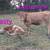Grassfed herd trimming 3 thumbnail