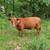 Sim-angus bull 5 thumbnail