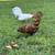 Bantam pair 3 thumbnail