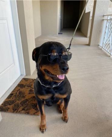 Dog training, boarding and off or on leash adventures! (Naples)63977625428227124