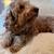 Goldendoodle Guardian home opportunity 6 thumbnail
