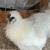 Pareja de silkies - silkie pair 1 thumbnail