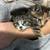 Kittens for rehoming 3 thumbnail