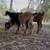 Baby Mini Nigerian Pygmy Goats 7 thumbnail