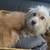 Pom-Terri. Pomeranian 3 thumbnail