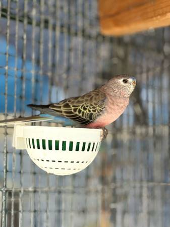 ¡Demasiados pájaros! Reubicando estas bellezas (Oceanside)63870037800195121