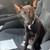 Rat Terrier mix 1 thumbnail