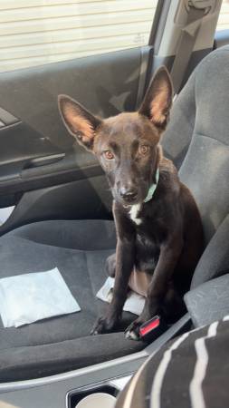 Rat Terrier mix 1